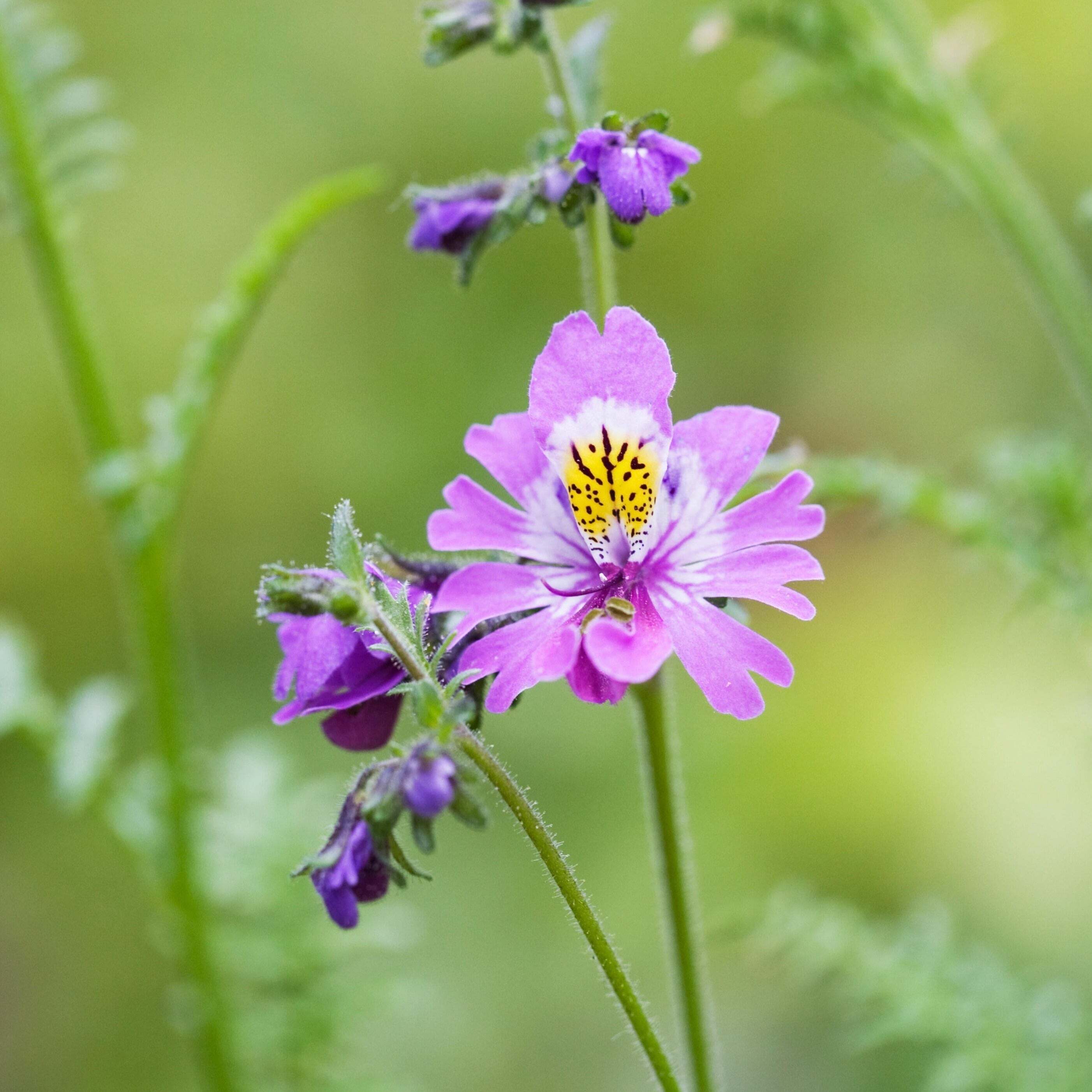 Schizanthus Angel Wings Mix Flower | X 300 Seeds - Viggins-Garden