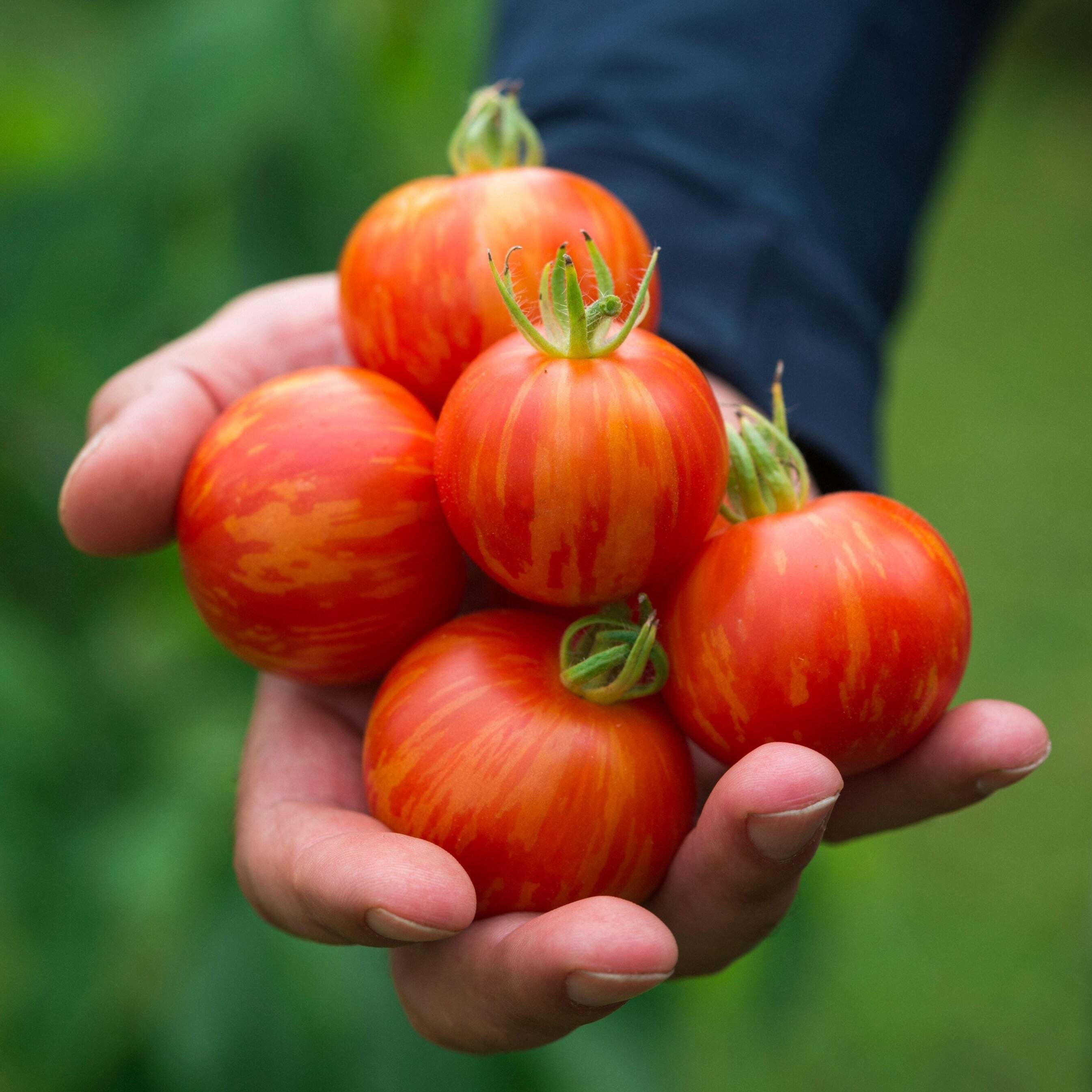 Tomato Tigerella x 100 seeds VigginsGarden