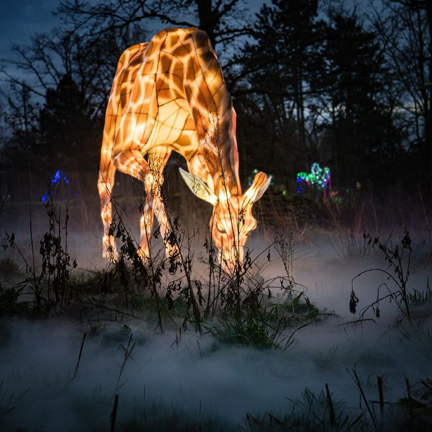 Glowing Giraffe/Glowing Peacock