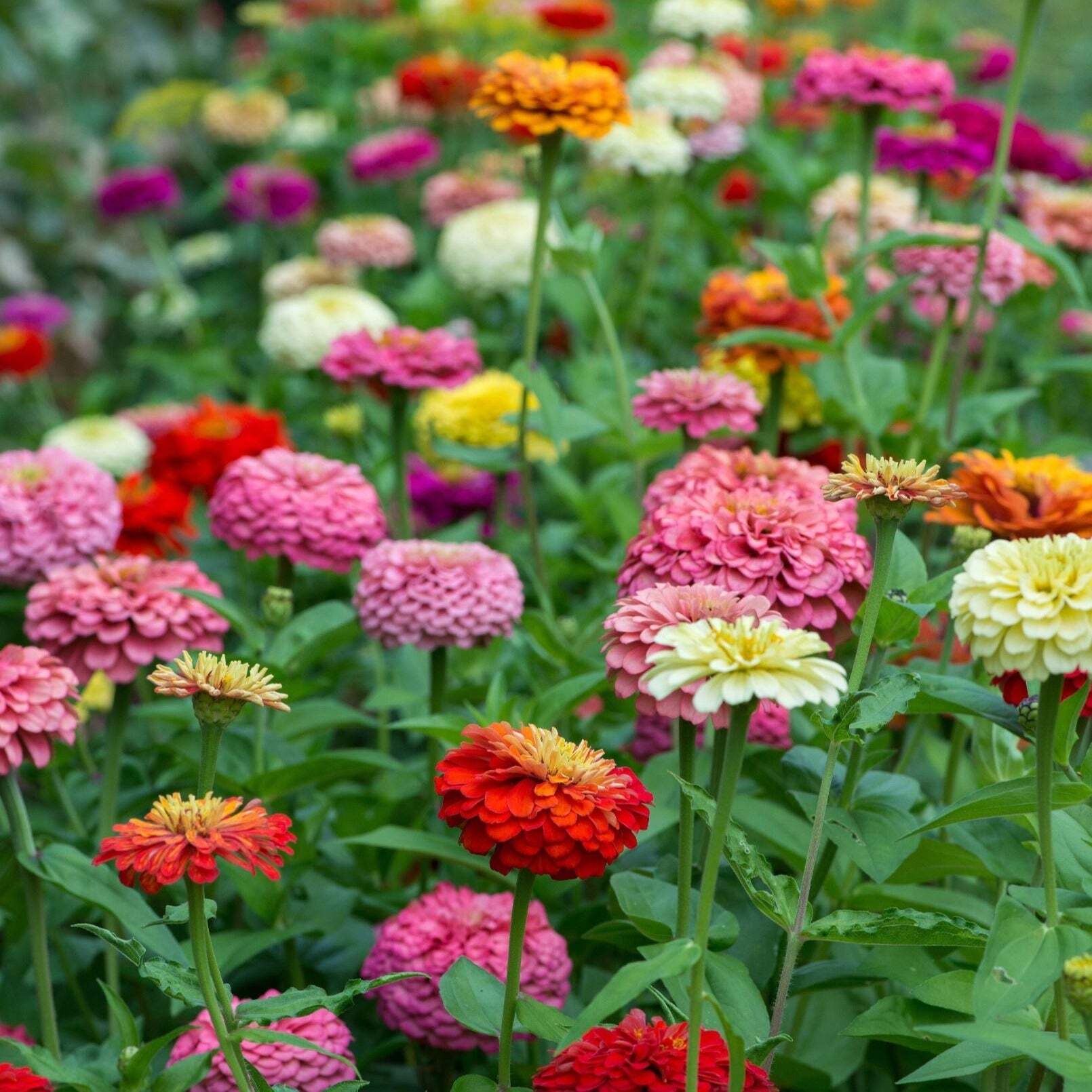 Zinnia State Fair Mix Flower X 50 Seeds VigginsGarden