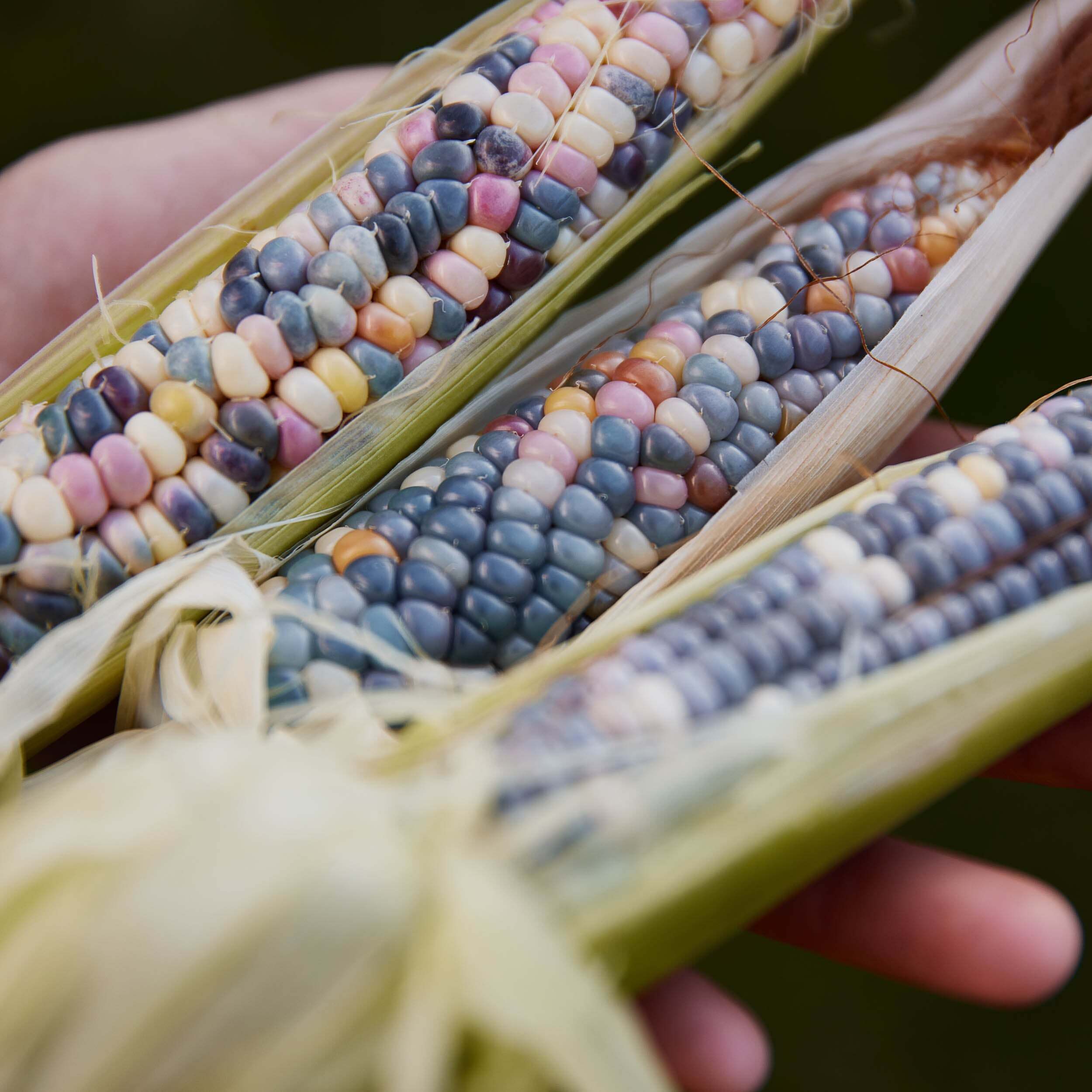 Corn Glass Gem Rainbow Organic Vegetable X 20 Seeds (Not to NT or WA