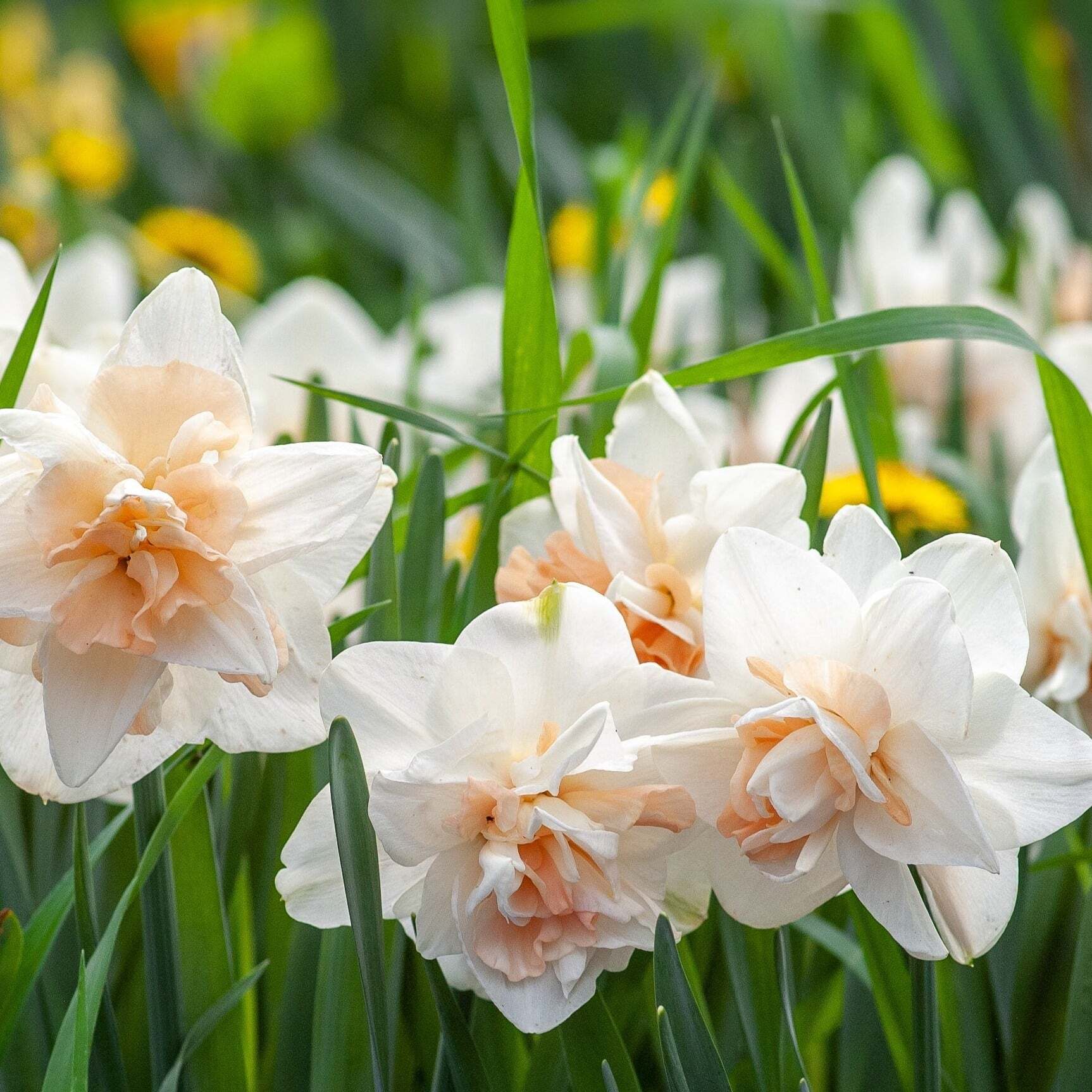 Daffodil Extravaganza Flower Bulbs (Pack of 2) VigginsGarden