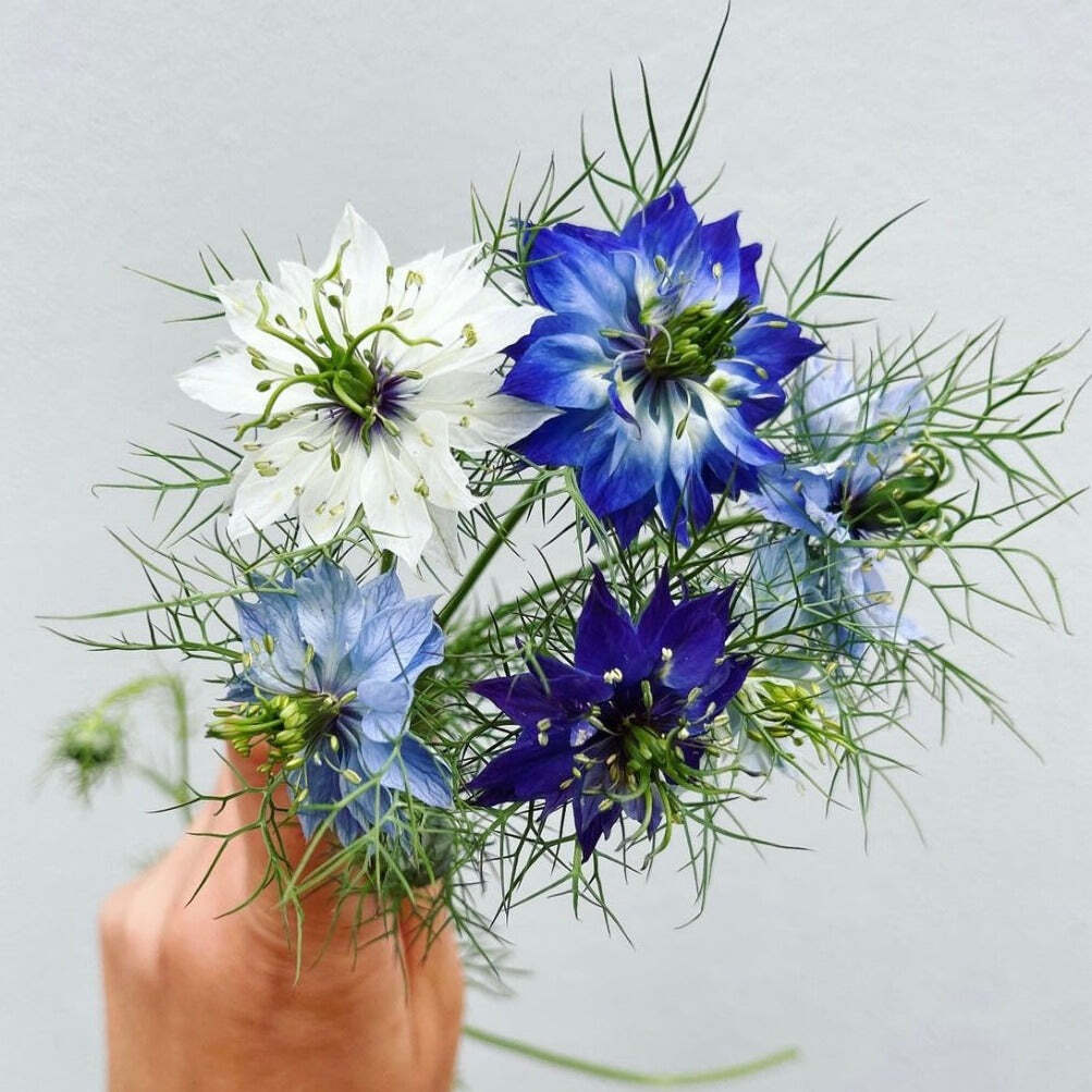 Nigella Blue + White Mix Flower X 100 Seeds VigginsGarden