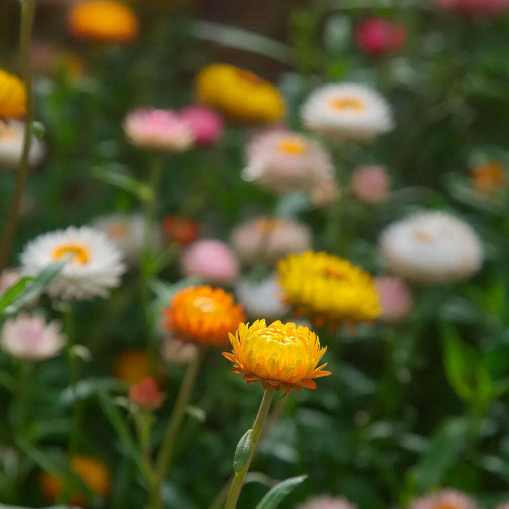 Everlasting Strawflower Tom Thumb Mix x 100 Seeds VigginsGarden